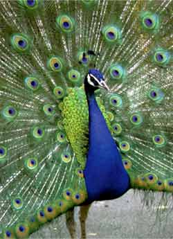 peacock